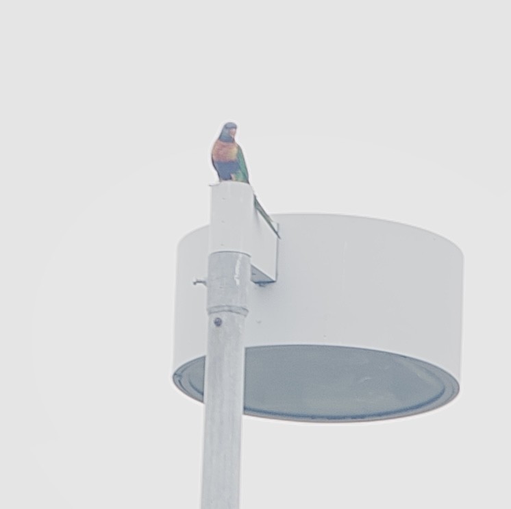 Rainbow Lorikeet - ML645928825