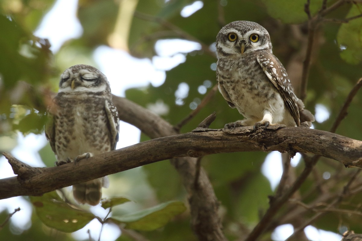 Spotted Owlet - ML645928828