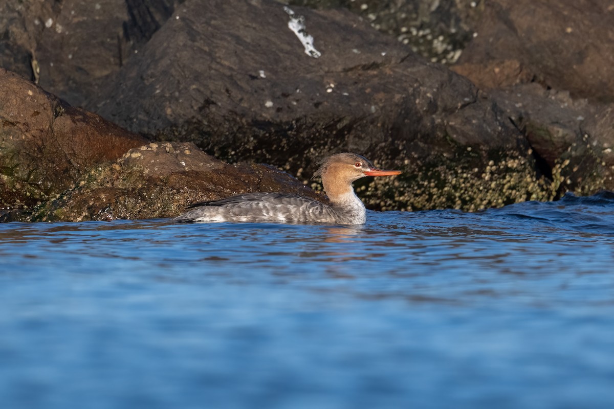 Red-breasted Merganser - ML645928830