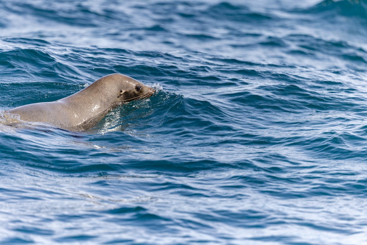 Mammals - ML645928836