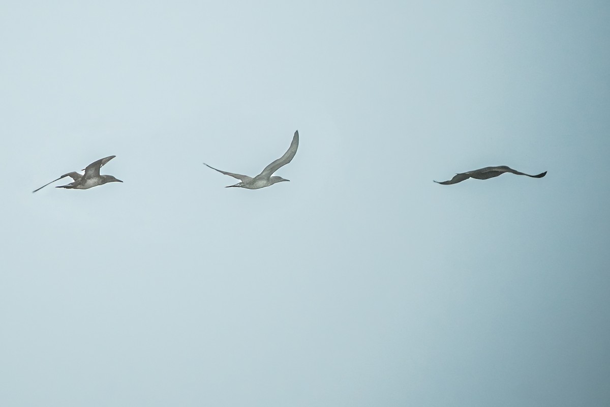 Northern Gannet - ML645928837