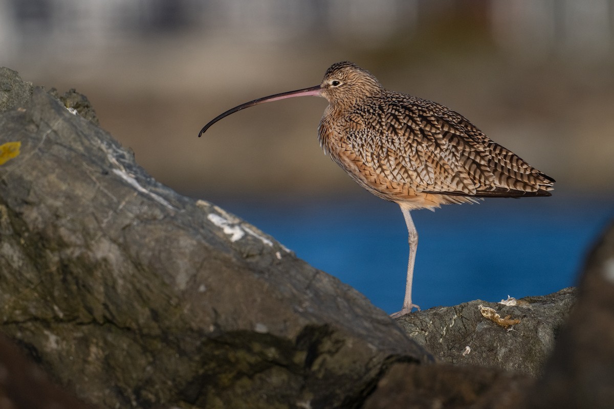 Long-billed Curlew - ML645928839