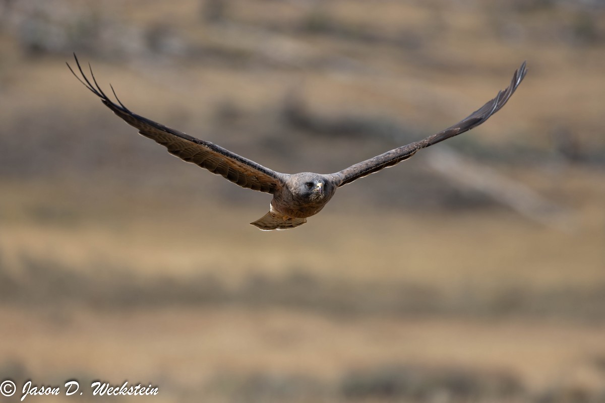 Свенсонов канюк - ML645928840