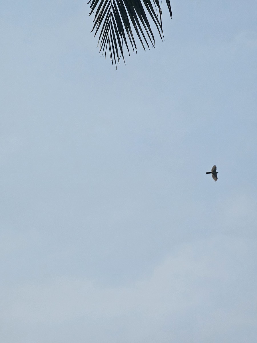 Shikra - ML645928844