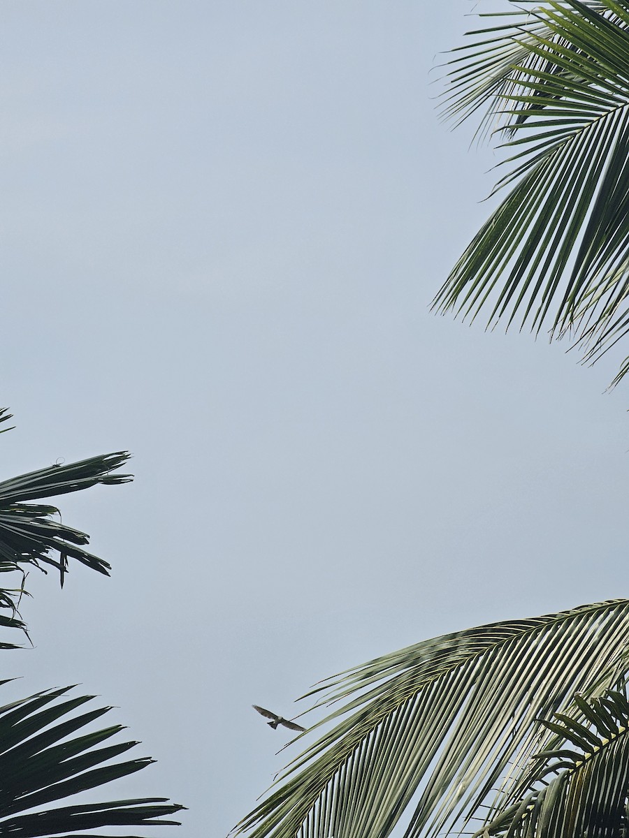 Shikra - ML645928845