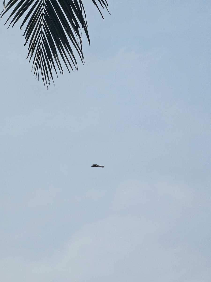 Shikra - ML645928846