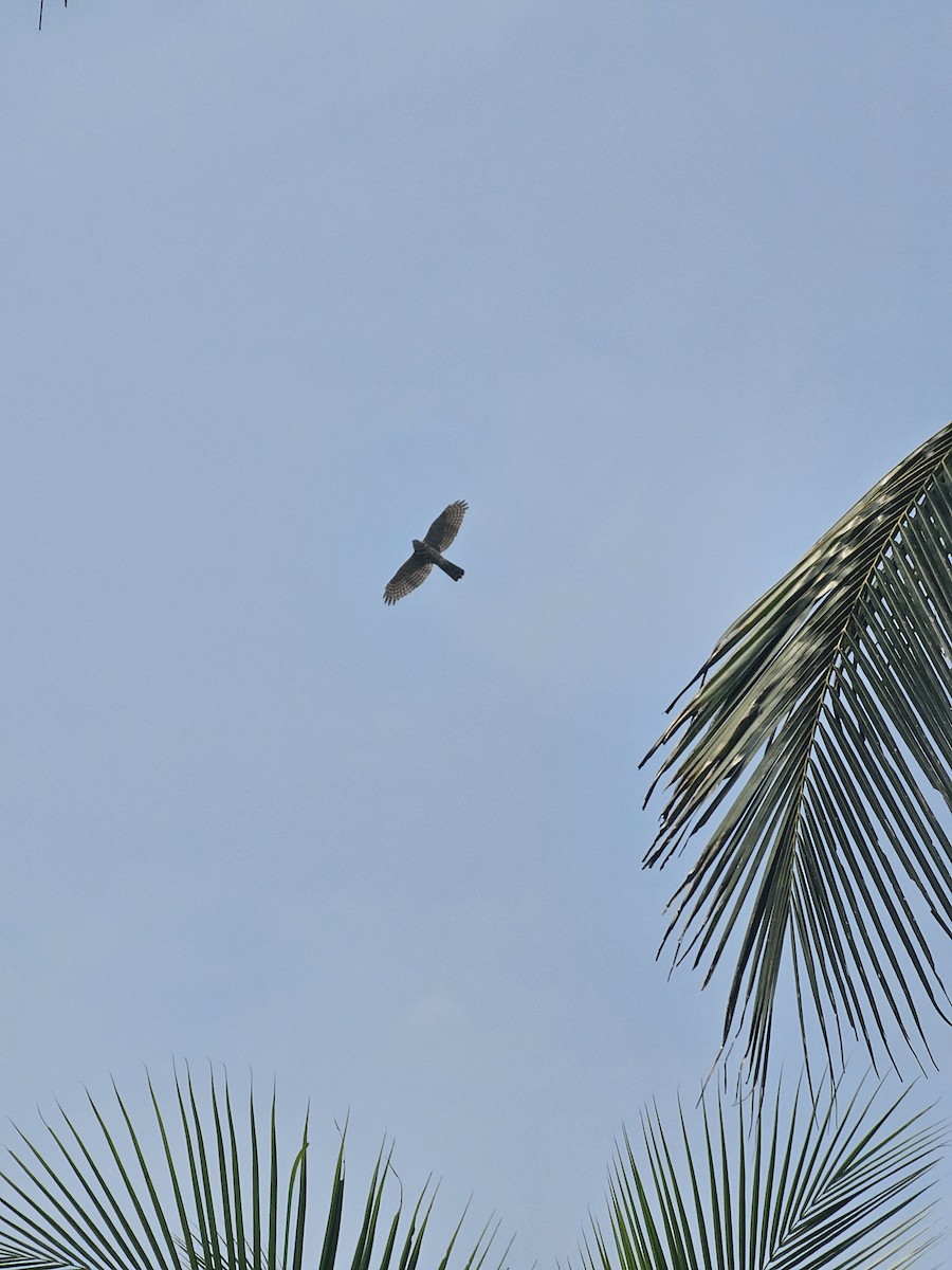 Shikra - ML645928847