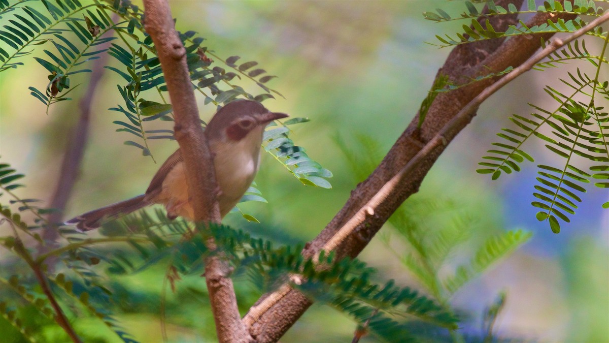 Малюр фіолетовоголовий - ML645928848