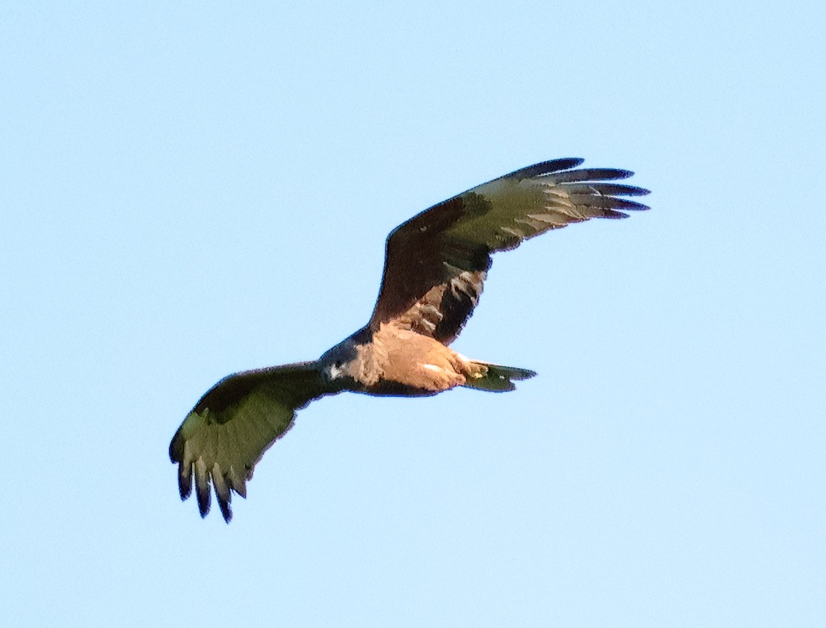 Swamp Harrier - ML645928849