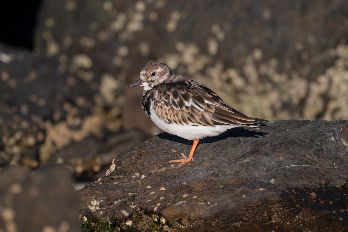 Ruddy Turnstone - ML645928850