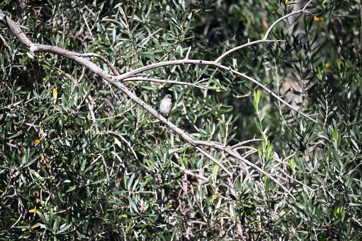 Yellow-rumped Warbler - ML645928864