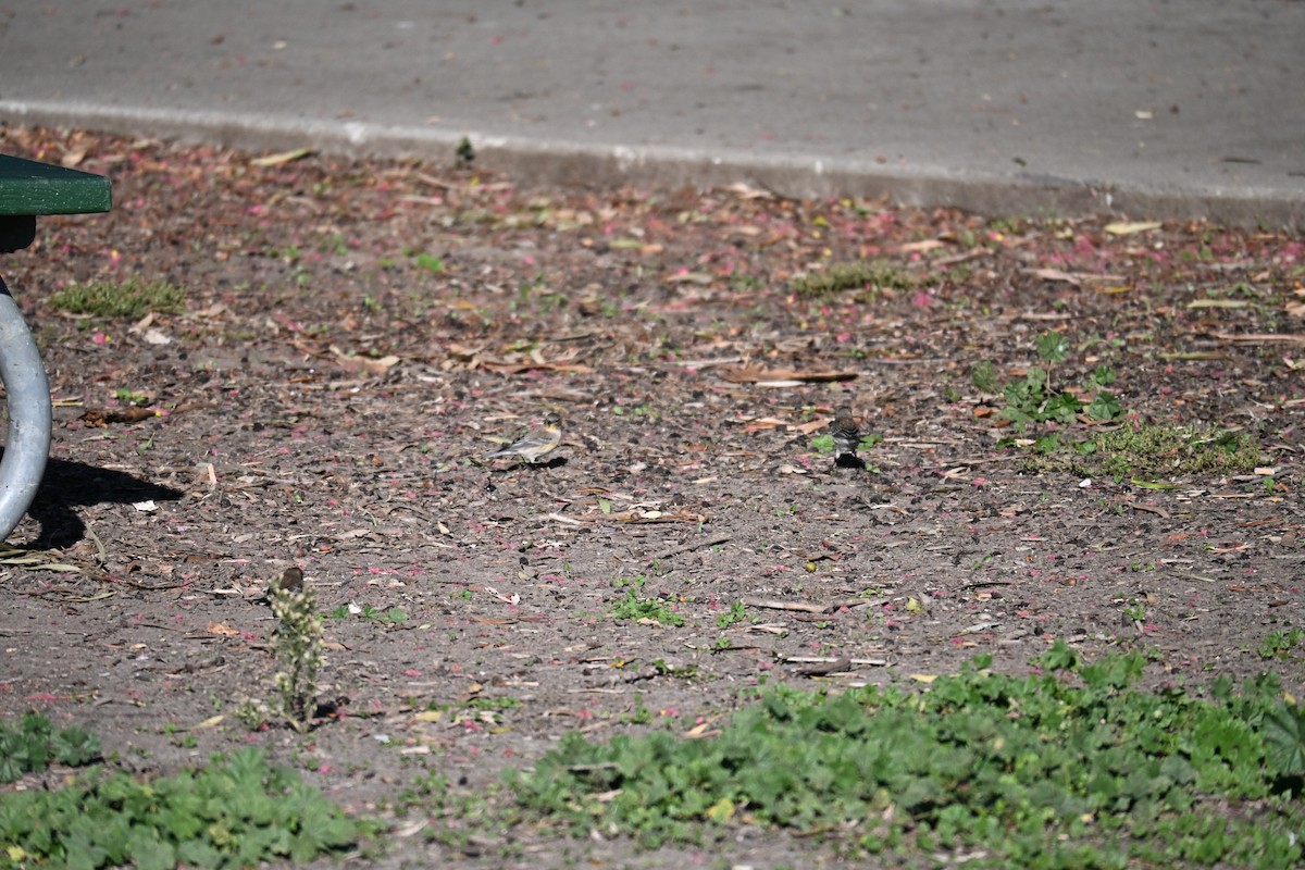Yellow-rumped Warbler - ML645928865