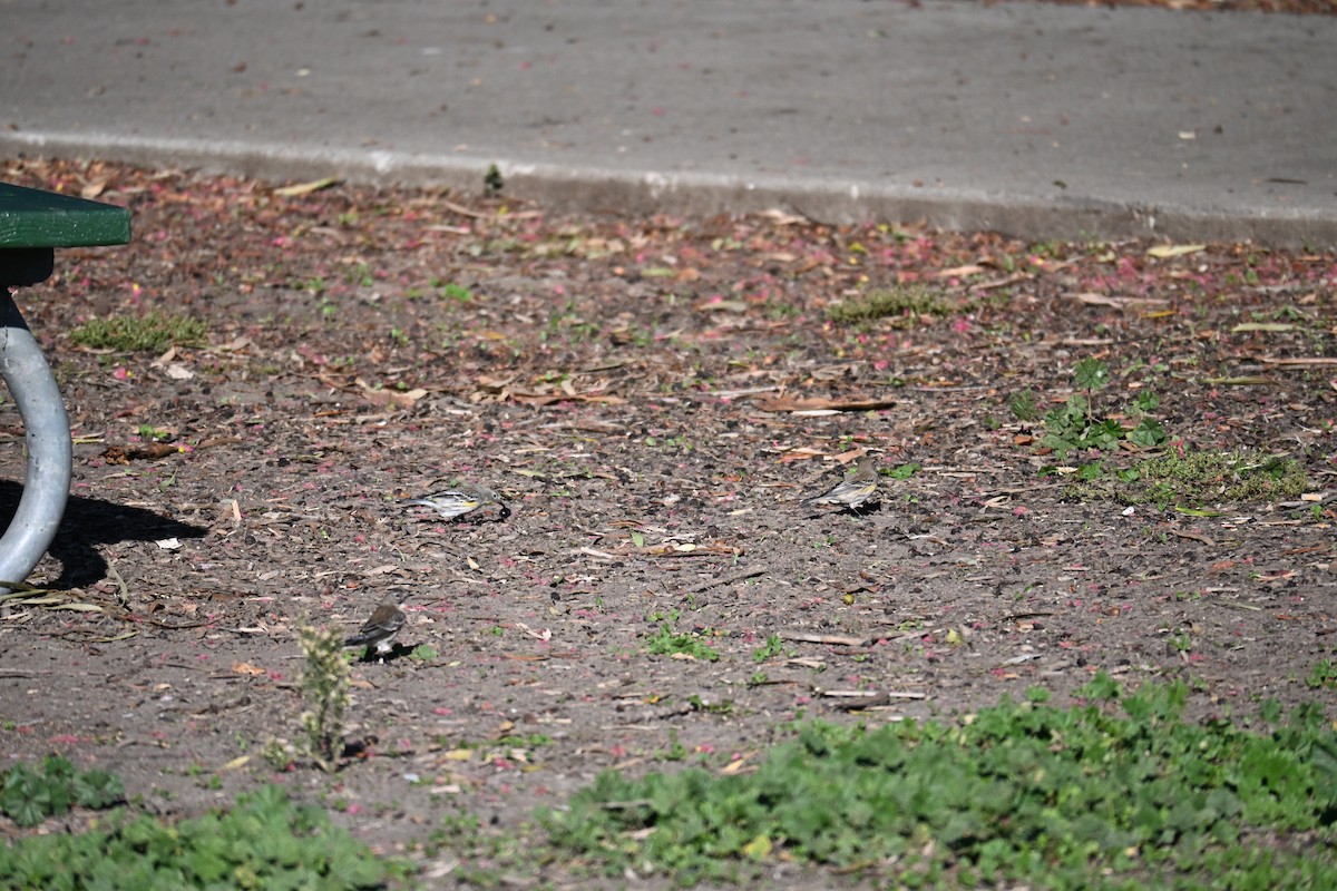 Yellow-rumped Warbler - ML645928866