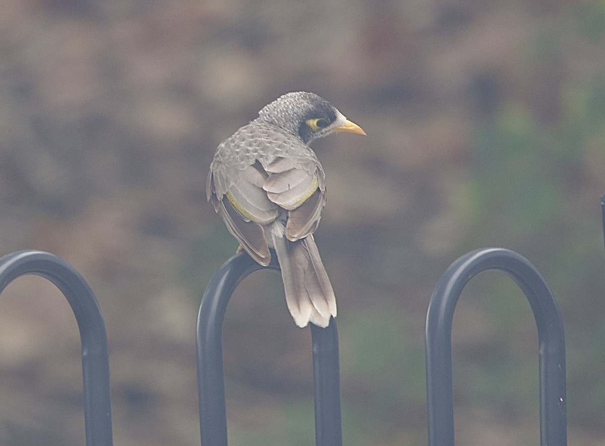 Noisy Miner - ML645928880