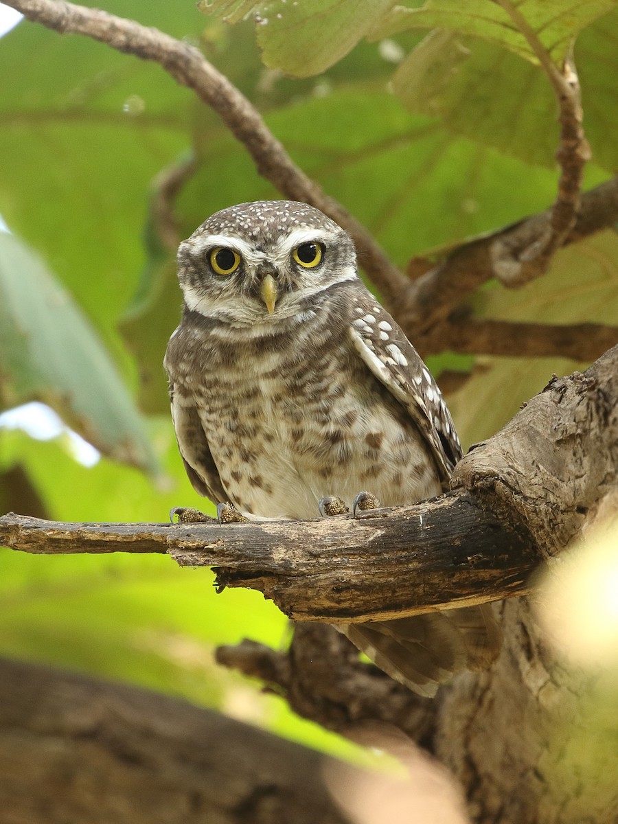 Spotted Owlet - ML645928950