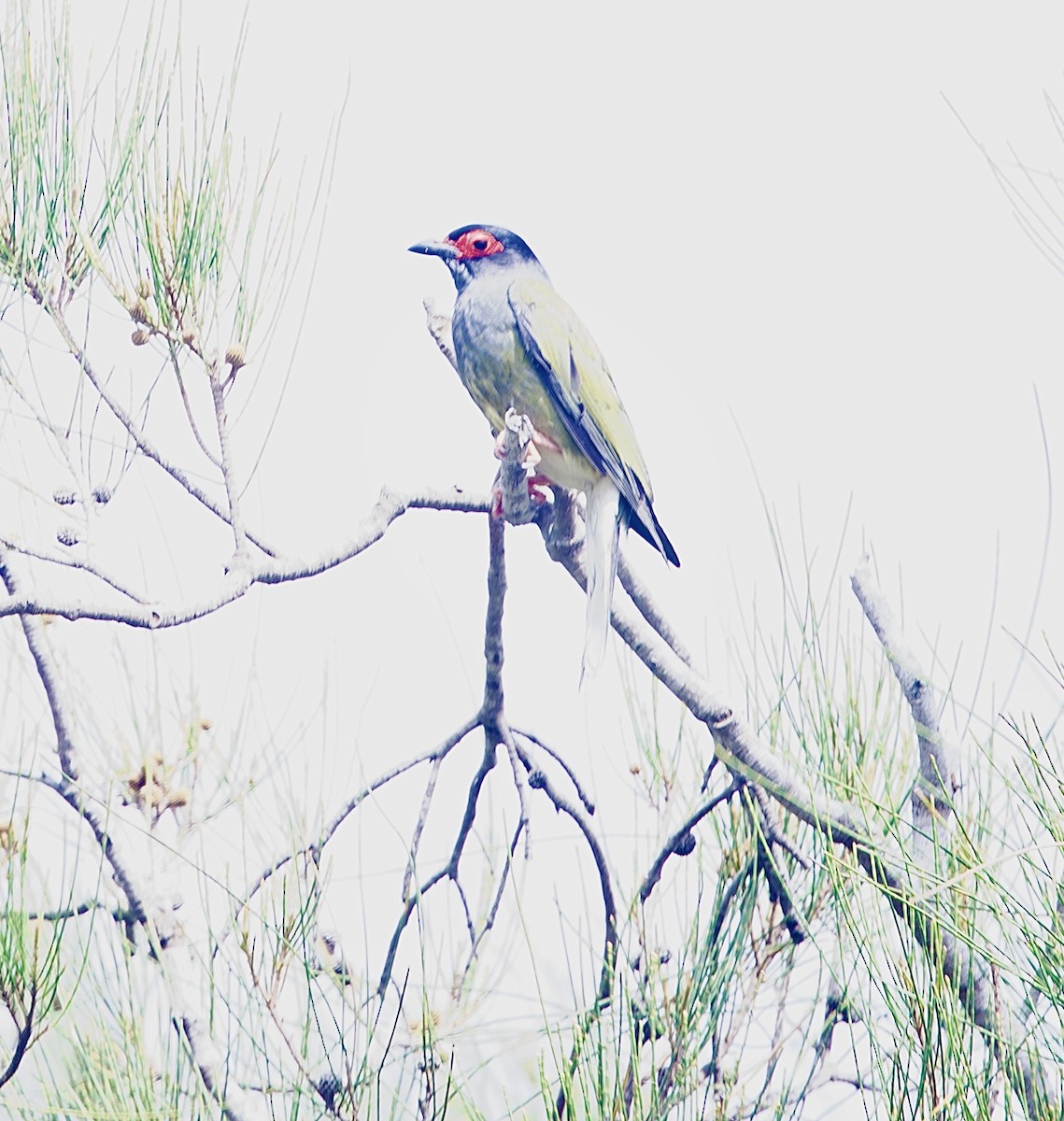 Australasian Figbird - ML645928956