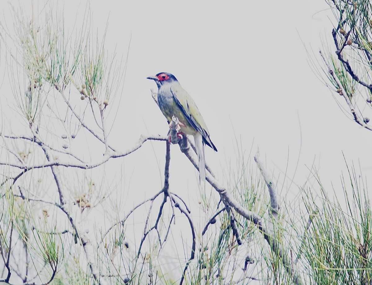 Australasian Figbird - ML645928957