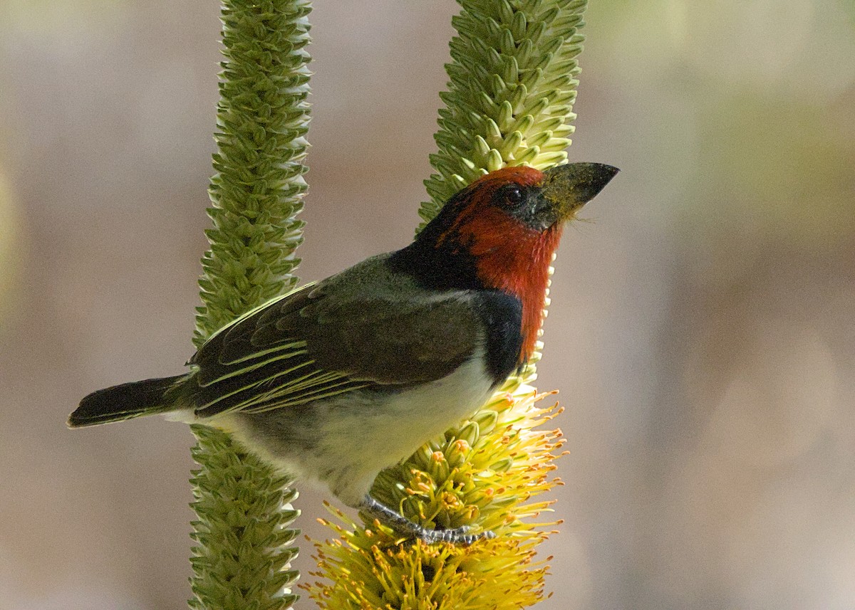 Black-collared Barbet - ML645928963