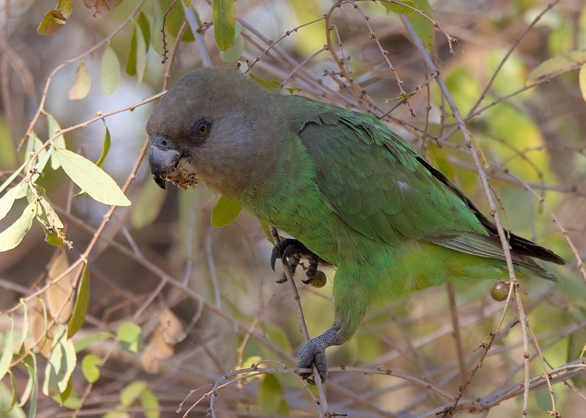 Lorito Cabecipardo - ML645928974