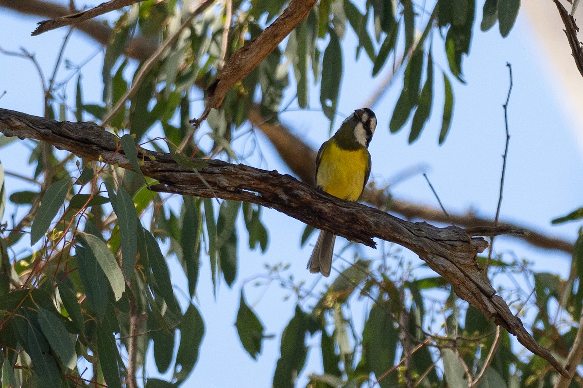 Eastern Shrike-tit - ML645928988