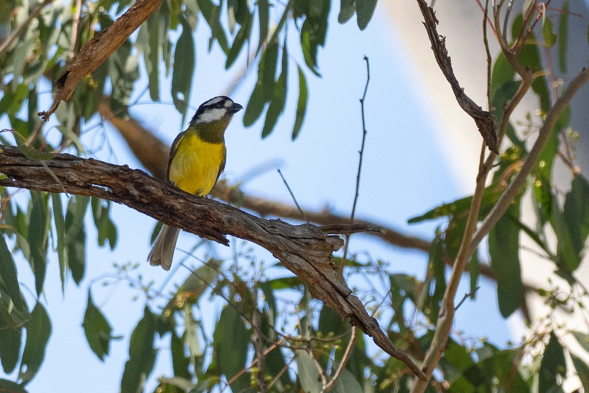 Eastern Shrike-tit - ML645928989