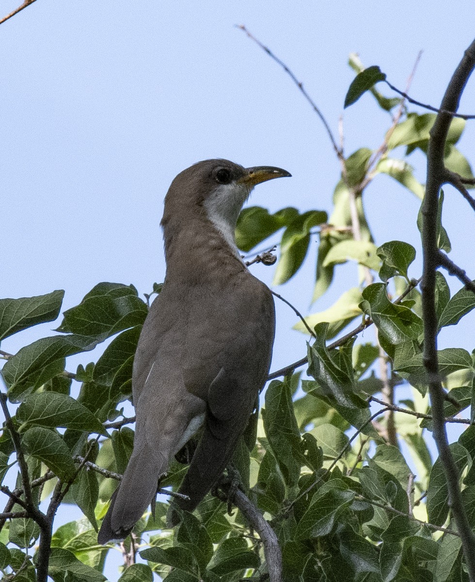 Yellow-billed Cuckoo - ML645928998
