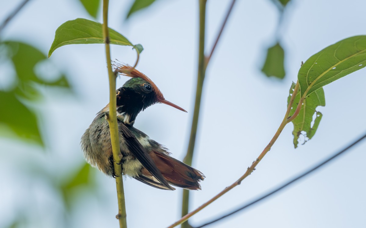 Rufous-crested Coquette - ML645929005