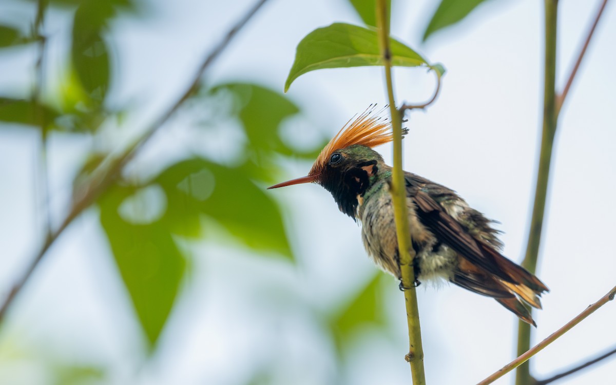 Rufous-crested Coquette - ML645929006