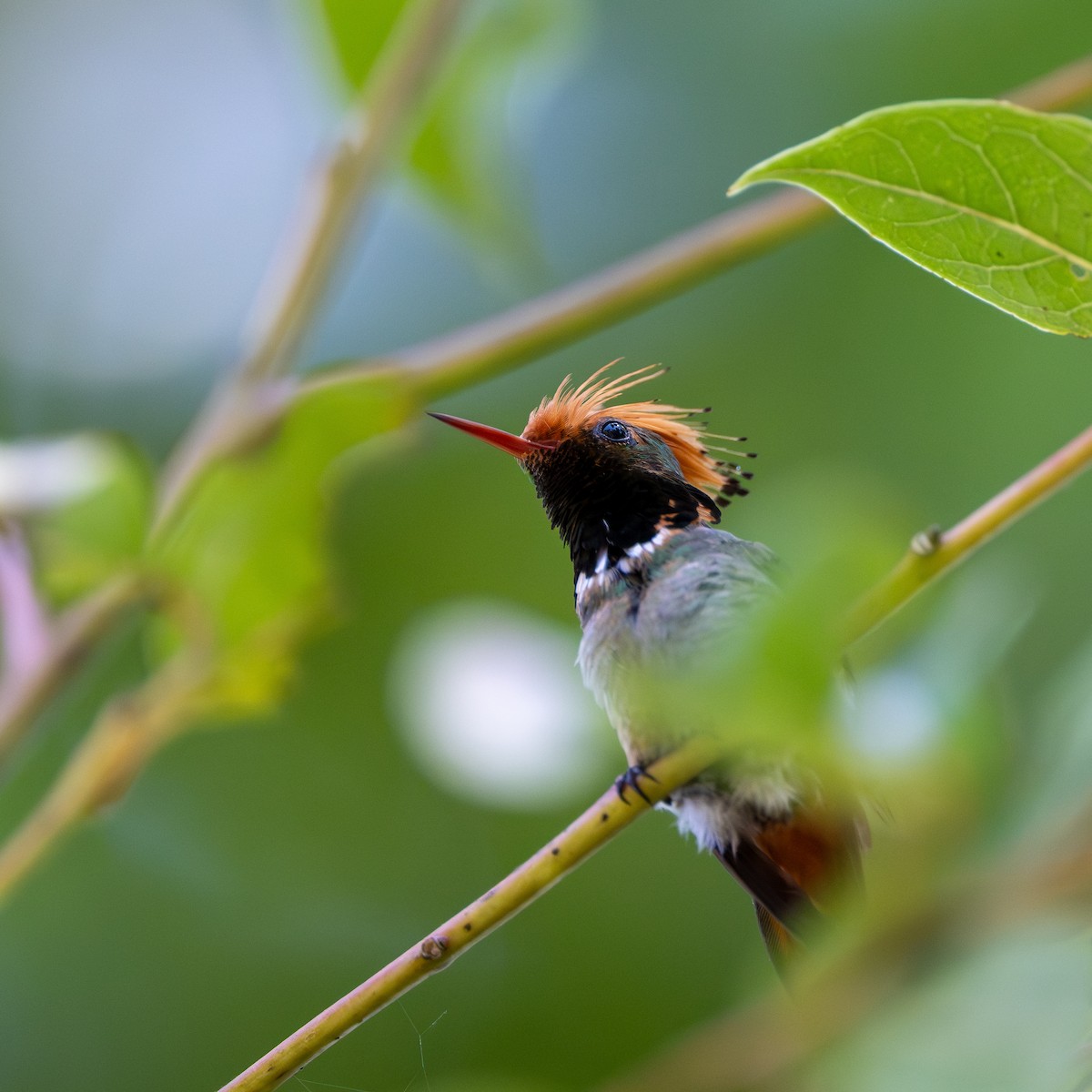 Rufous-crested Coquette - ML645929007