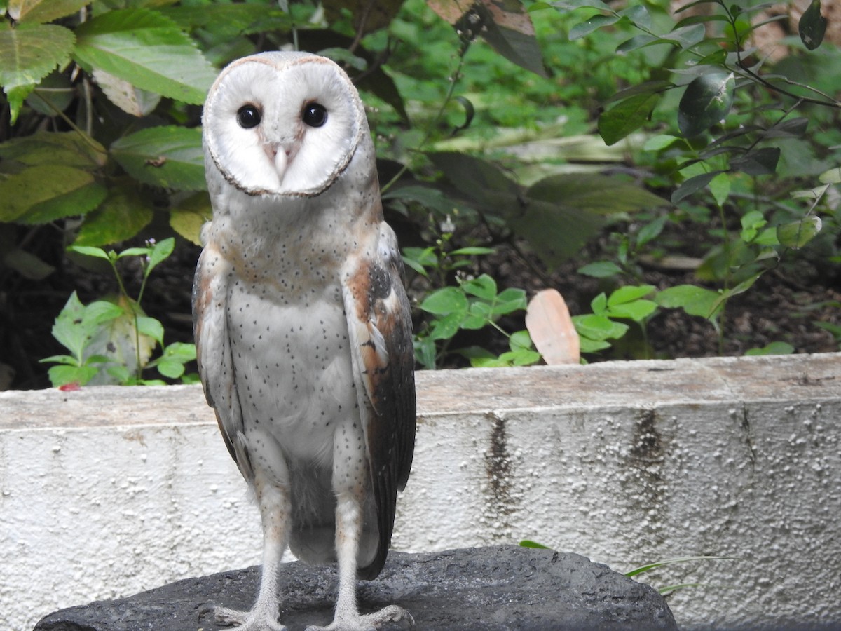 Eastern Barn Owl - ML645929019