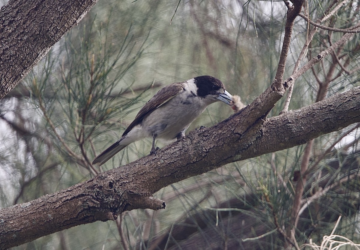 Gray Butcherbird - ML645929023