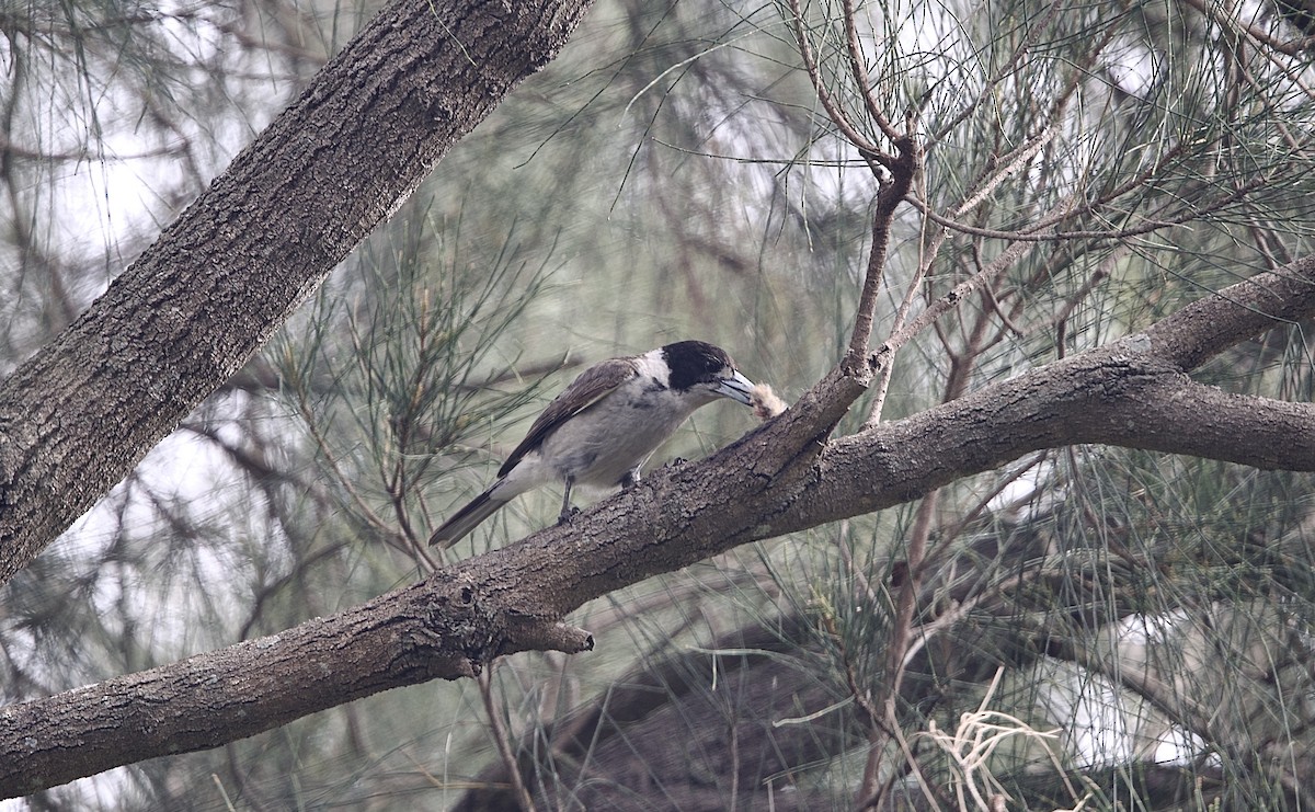 Gray Butcherbird - ML645929024