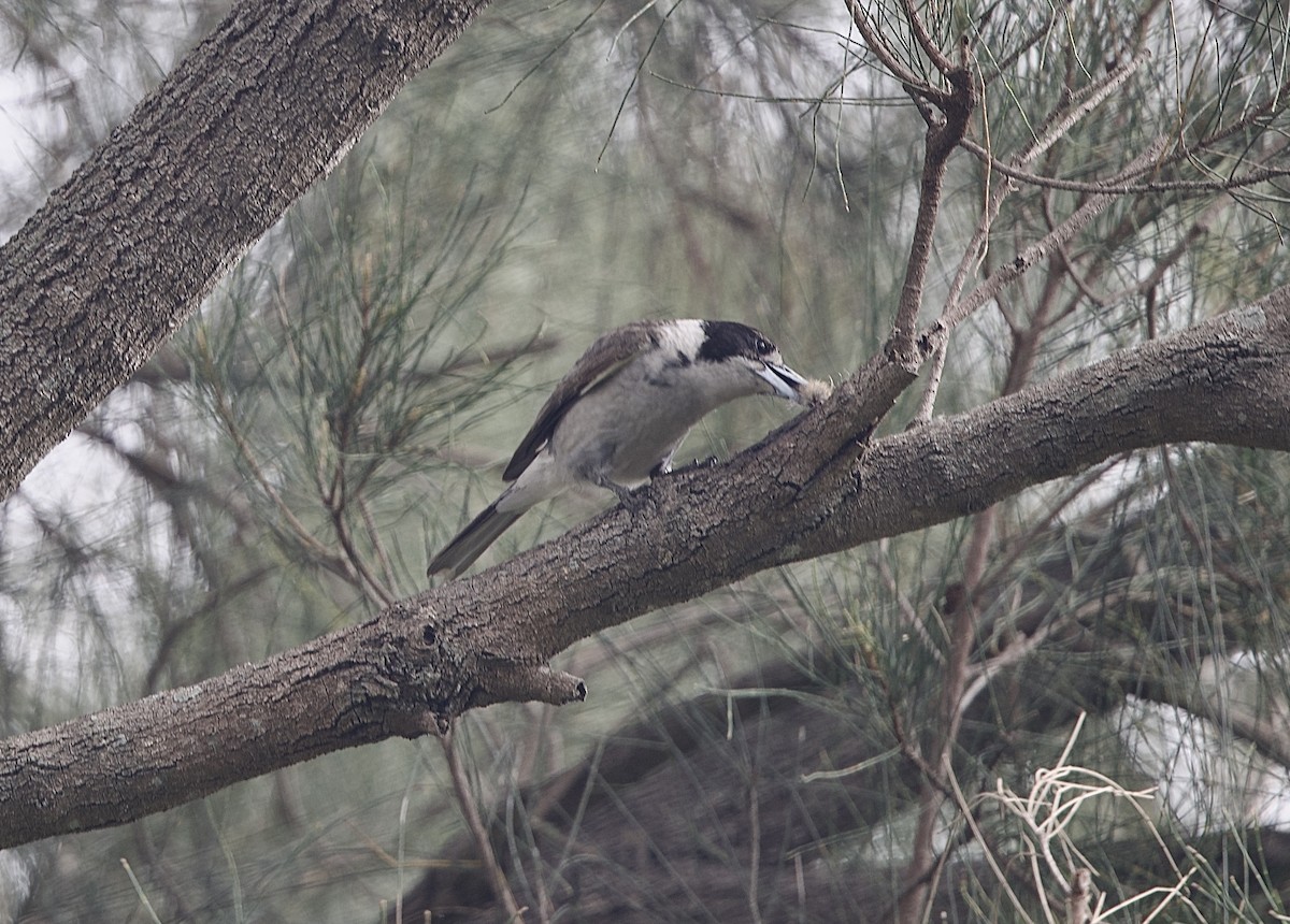 Gray Butcherbird - ML645929025