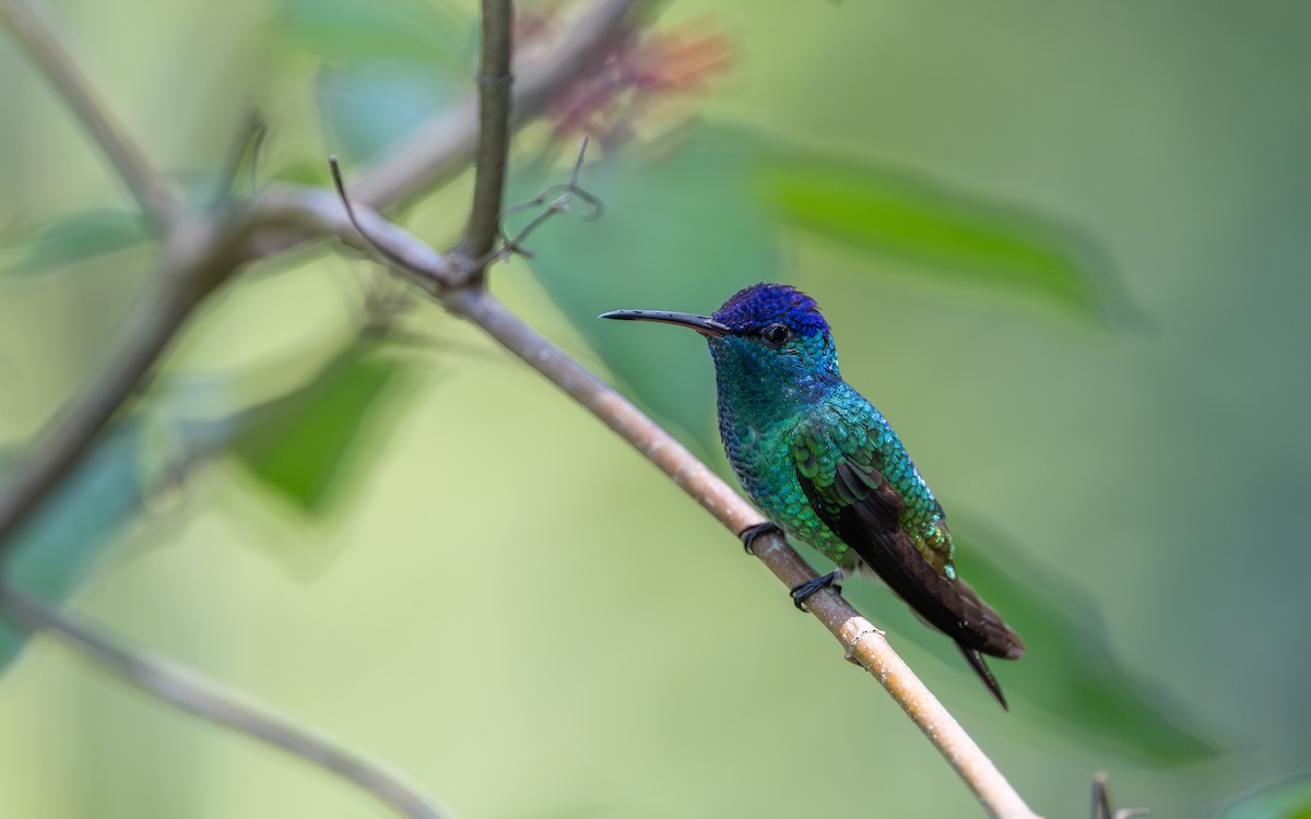 Golden-tailed Sapphire - ML645929026