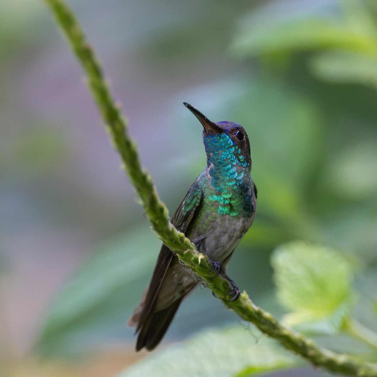 Golden-tailed Sapphire - ML645929027