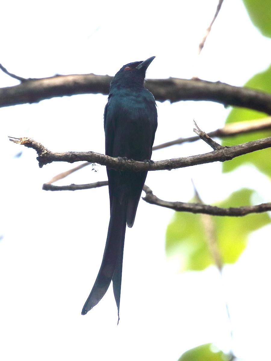 דרונגו עשנוני - ML645929037
