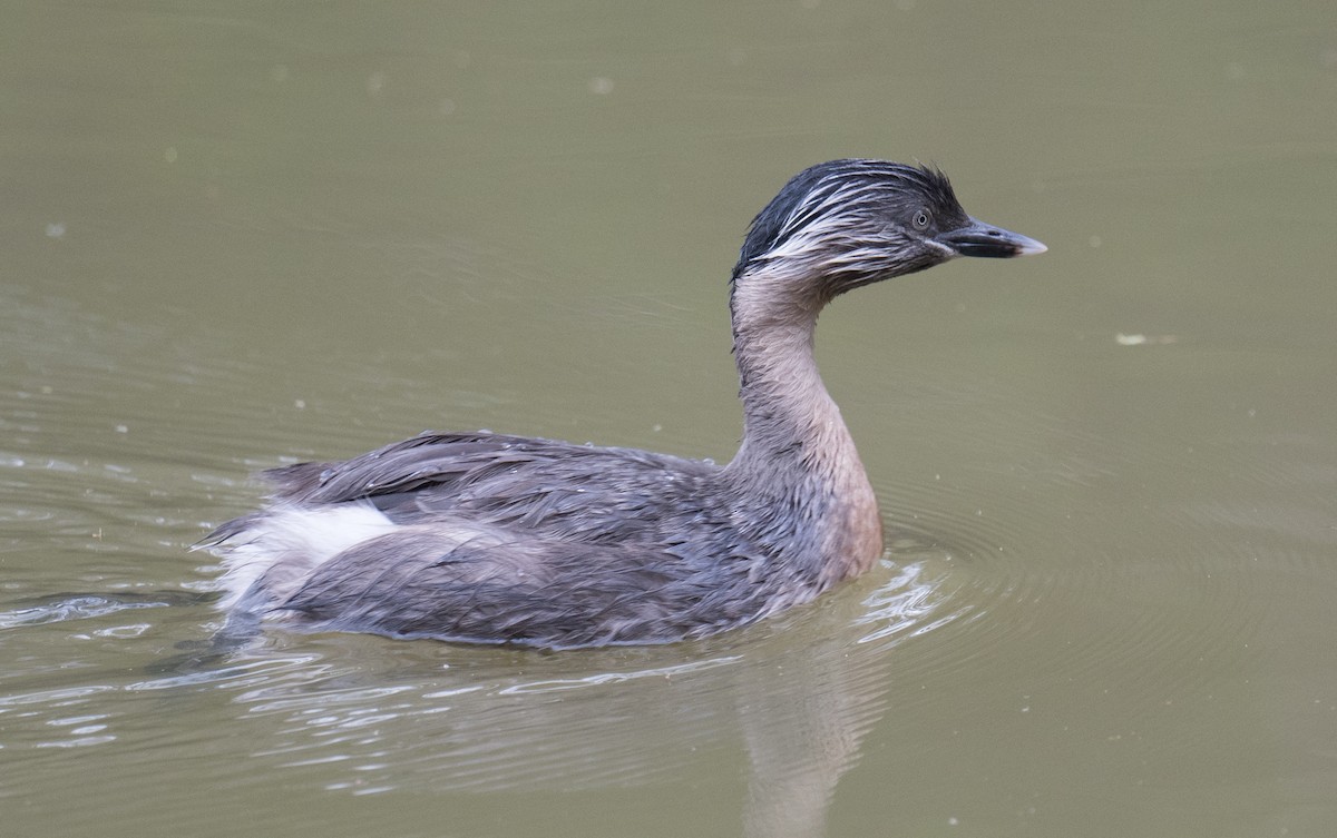 Hoary-headed Grebe - ML645929038