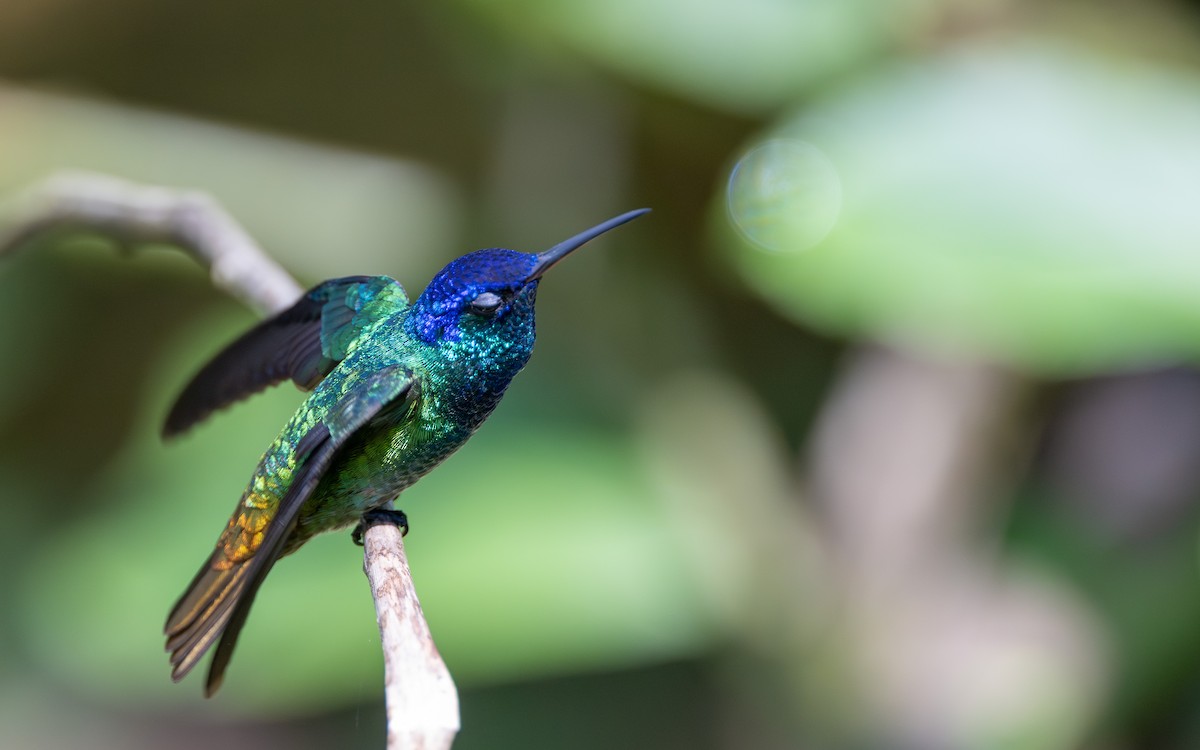 Golden-tailed Sapphire - ML645929040