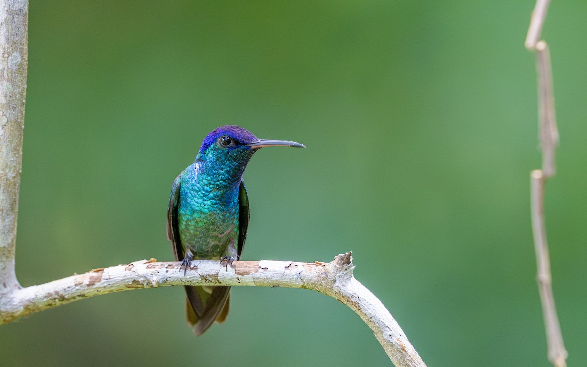 Golden-tailed Sapphire - ML645929043