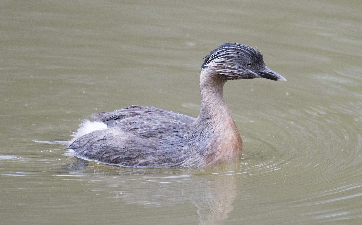 Hoary-headed Grebe - ML645929046