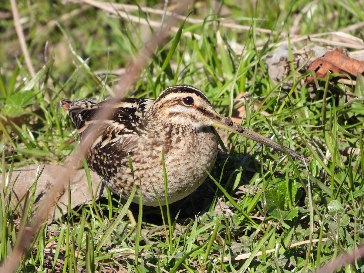 Agachadiza Común - ML645929054