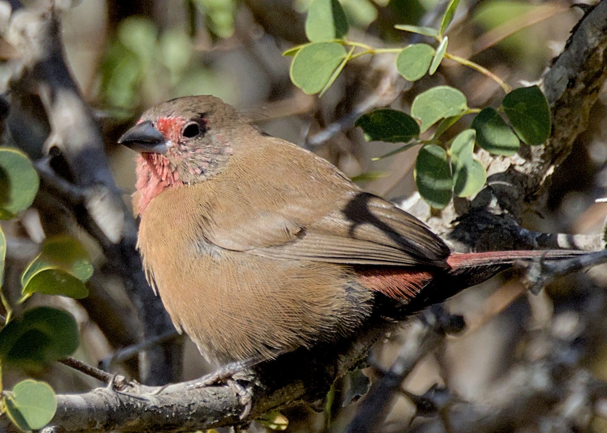 Jameson's Firefinch - ML645929058