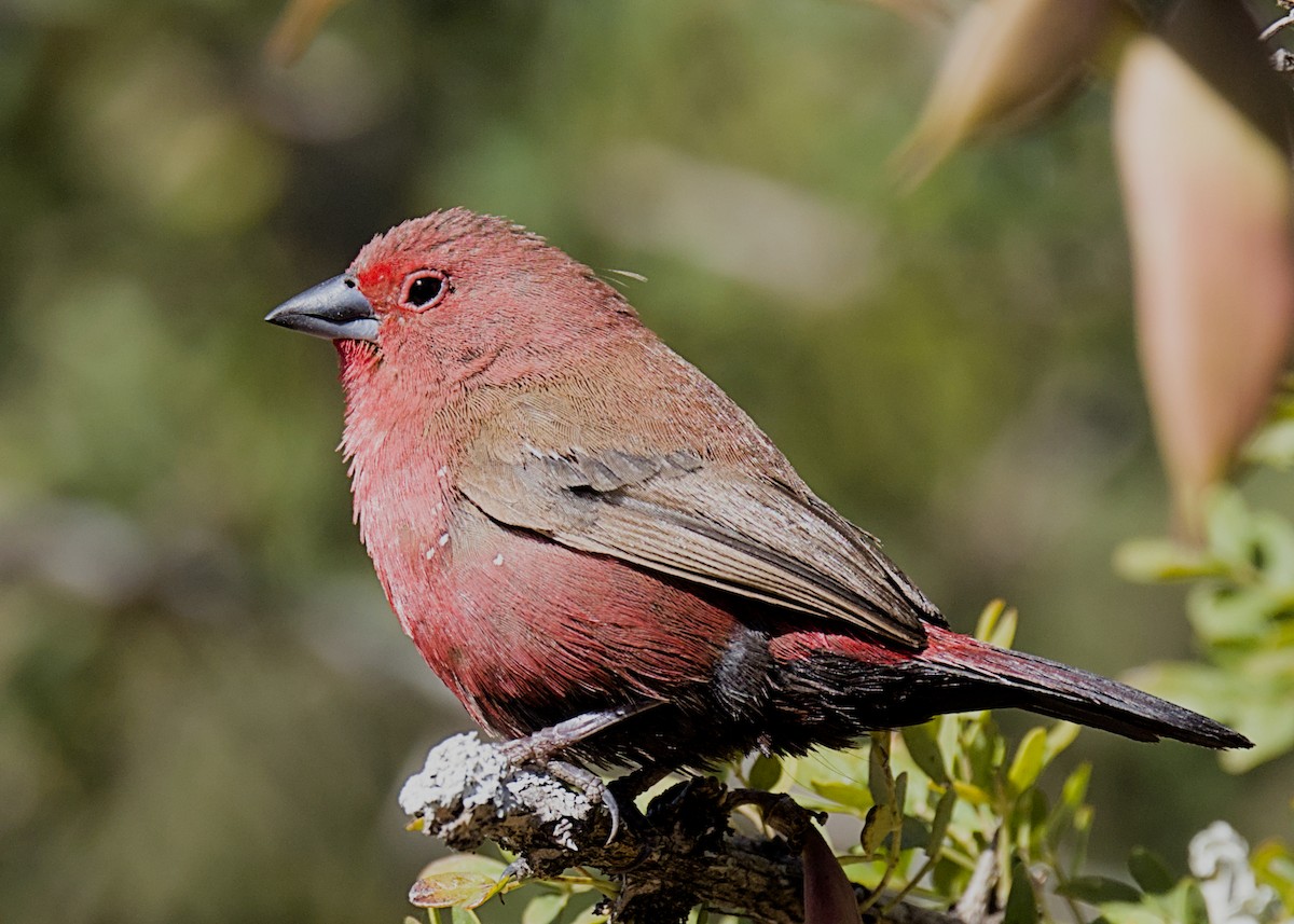 Jameson's Firefinch - ML645929059