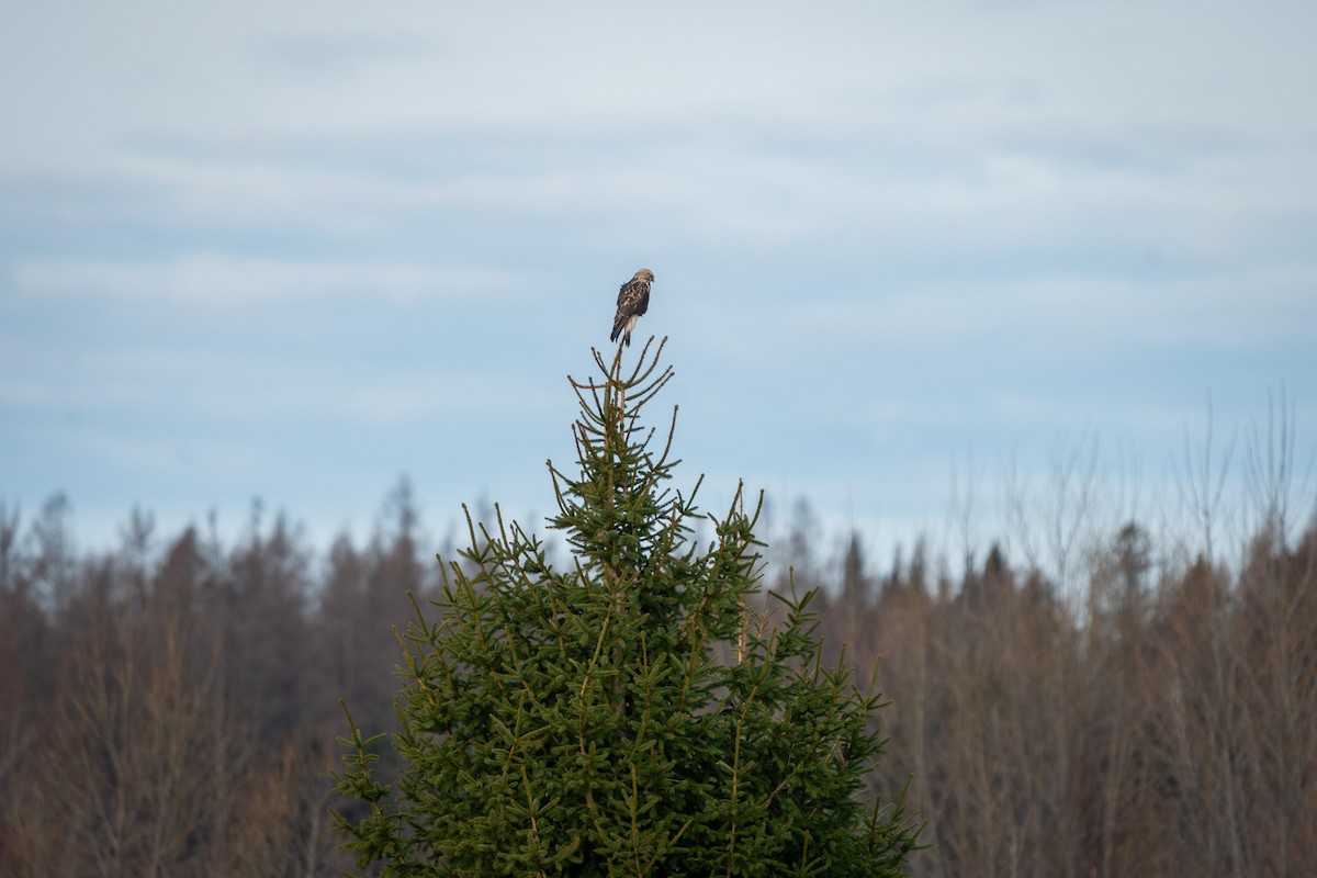 Rough-legged Hawk - ML645929060