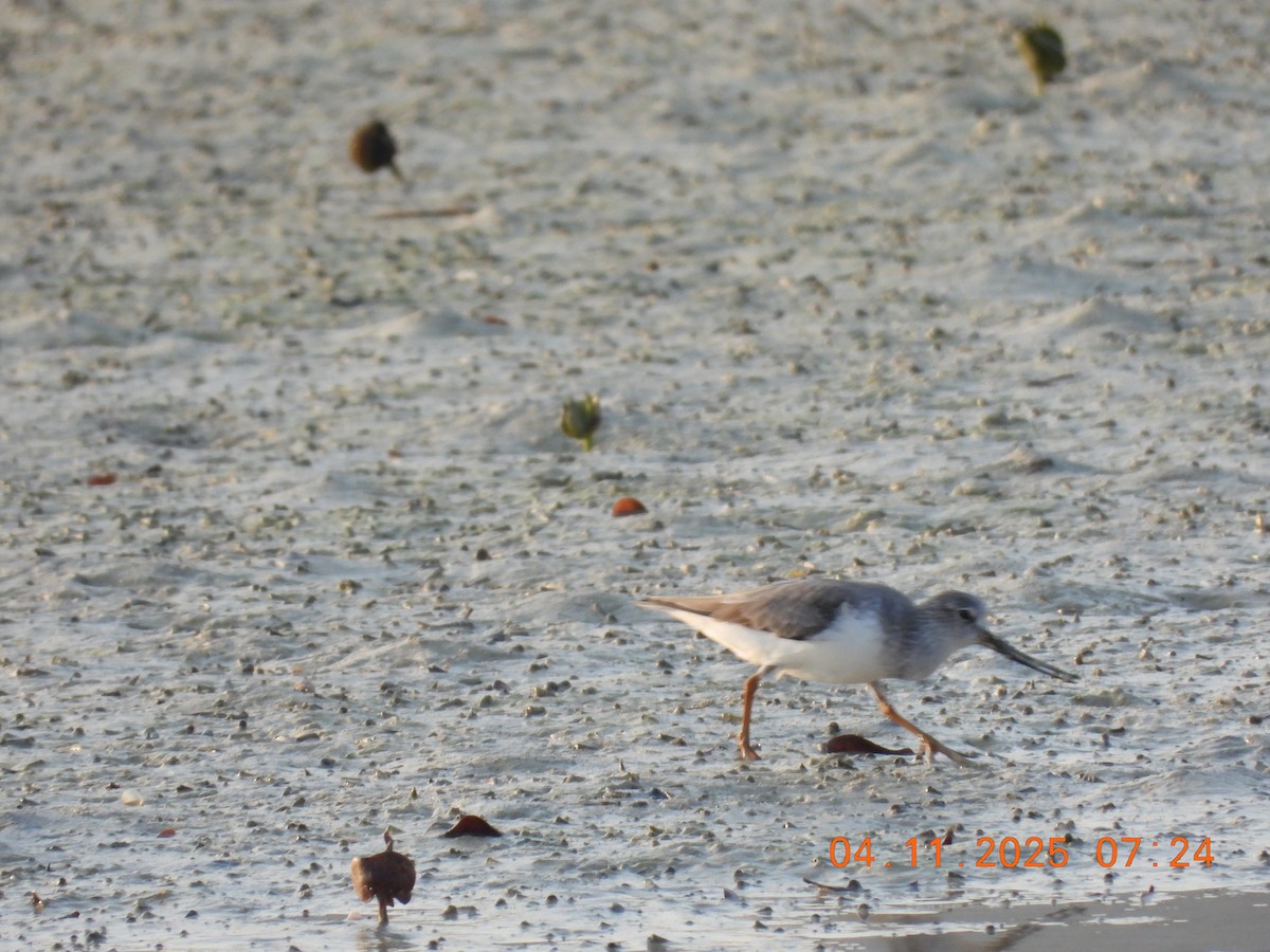 ביצנית אפורה - ML645929071