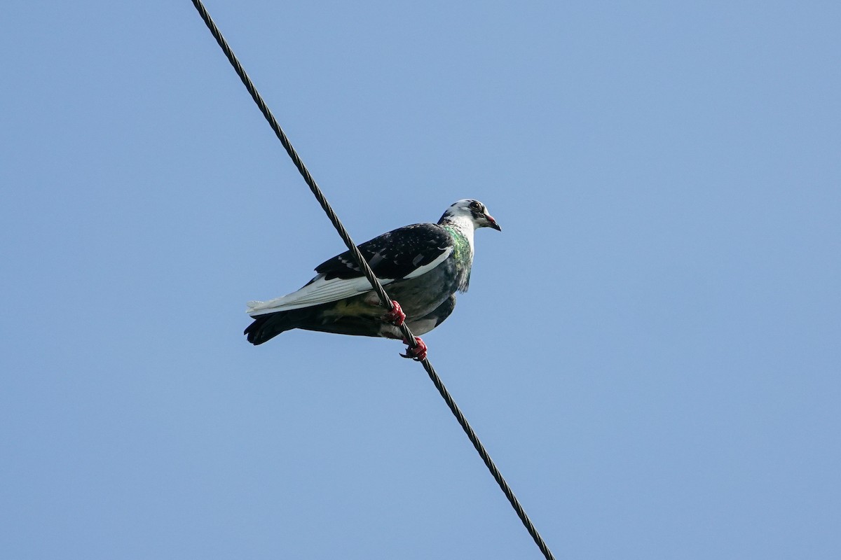 Rock Pigeon (Feral Pigeon) - ML645929072