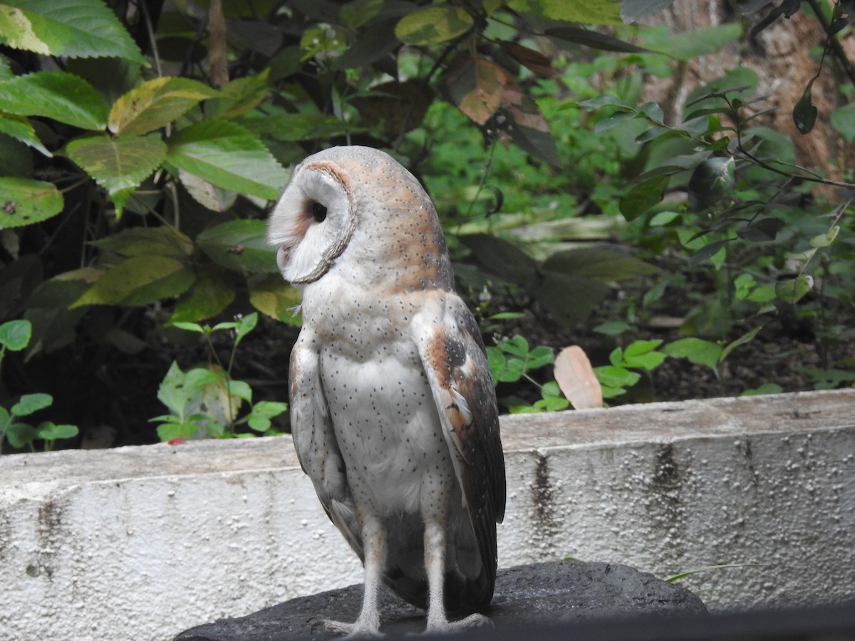 Eastern Barn Owl - ML645929087