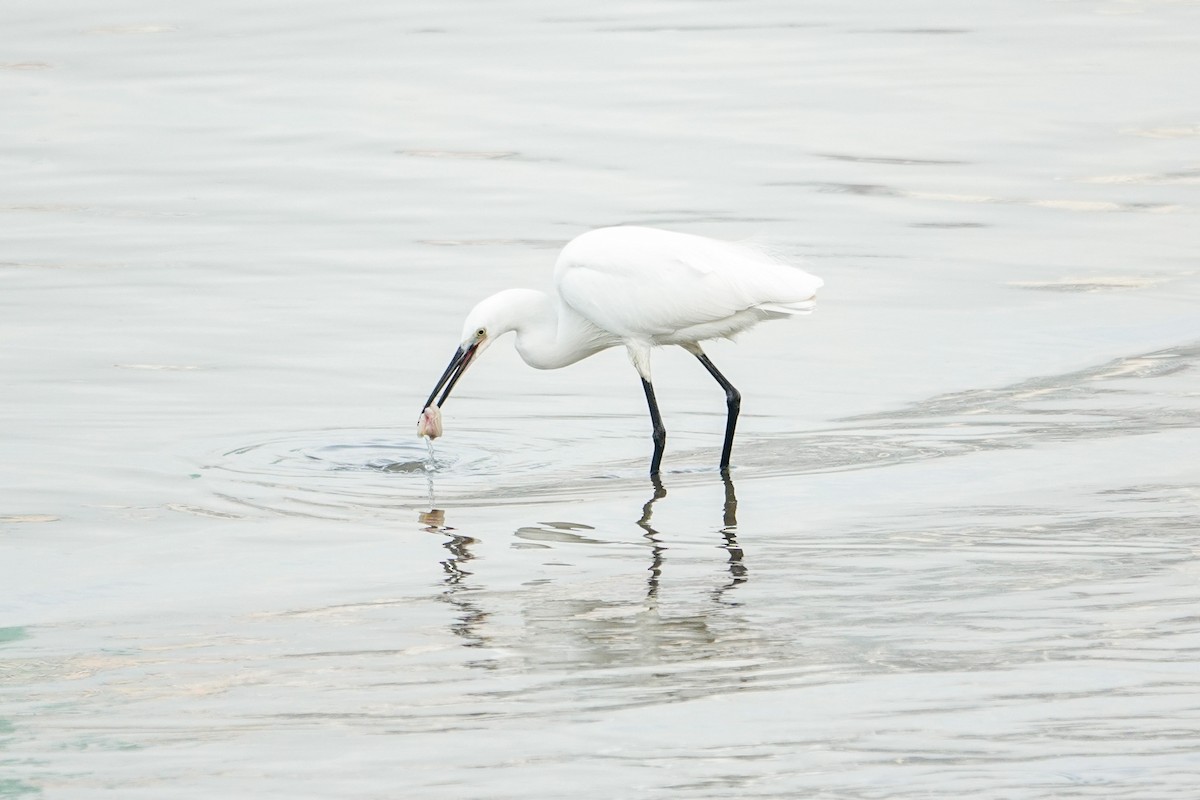 Little Egret - ML645929088