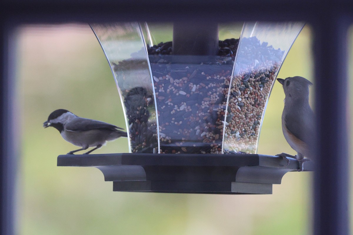 Tufted Titmouse - ML645929093