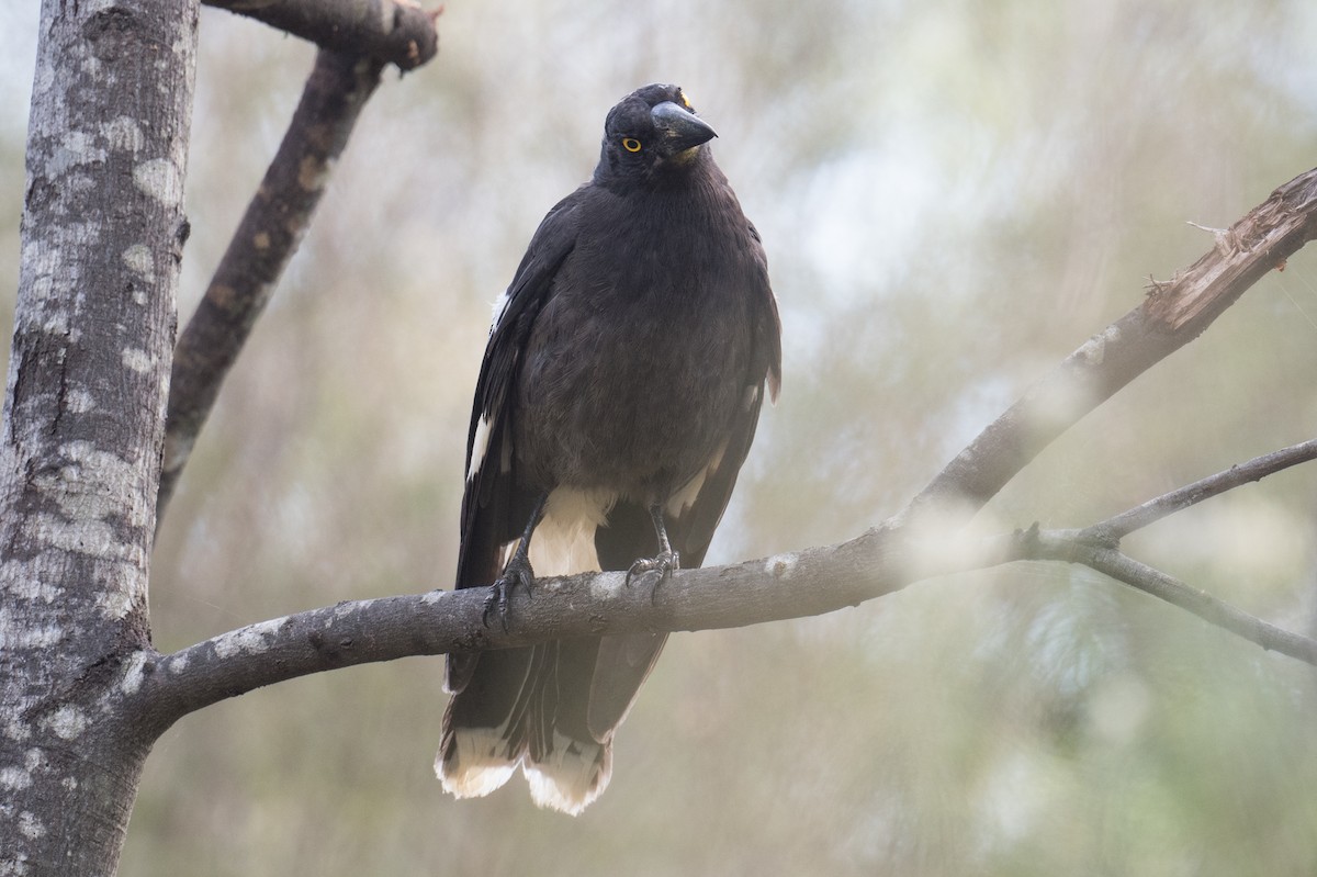 Pied Currawong - ML645929094